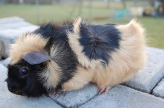 Rosettenmeerschweinchen mit Stammbaum