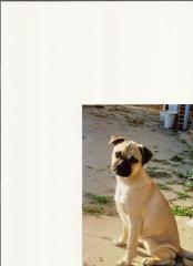 Rassmorüde, sucht nette Hundedamen