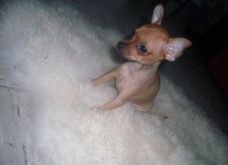Kleines Zwergpinscher Baby männlich zu verkaufen