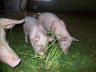 Zuchtsäue zu verkaufen Landschwein