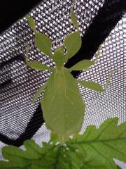 Nymphen von Phyllium philippinicum L1-L2