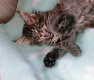 Tolle Maine Coon Kitten, mit schönen Luchspinseln