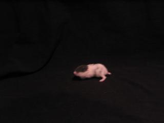 Dsungaren, Campbell und Teddyhamster