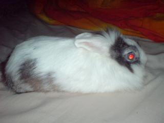 Kaninchen Dame sucht neues Zuhause