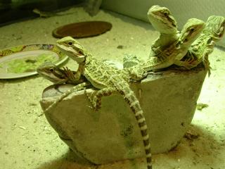 Bartagamenbabys