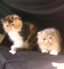 Zauberhafe Perserbabys