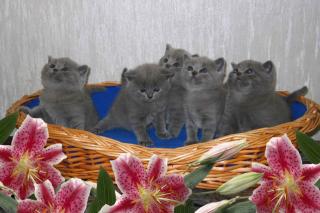 3 Reinrassige süße BKH Kitten