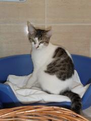 Katzenkind Alf - Superknuddelkuschelmaus