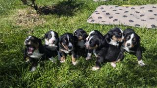 Appenzeller Sennenhund Welpen