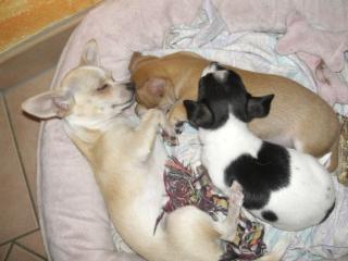 Chihuahua Welpen