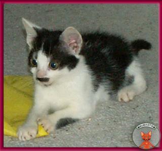 Blini ein süßes, pfiffiges Katzenbaby