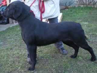 Wunderschöner Labradorrüde, 2 Jahre