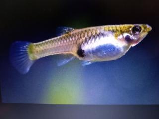 Guppy Weibschen Erwachsene Tiere 10 Stück