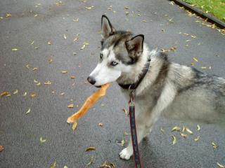 Münchner Husky sucht die große Liebe