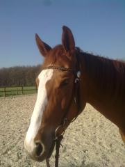 RB an Warmblutstute