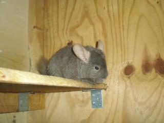 Drei Chinchillas suchen ein Zuhause