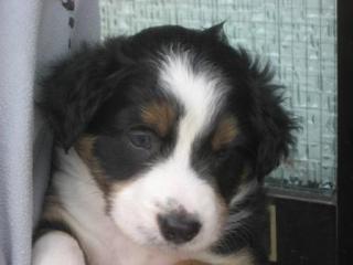 Traumhaft schöne Australian Shepherd Welpen