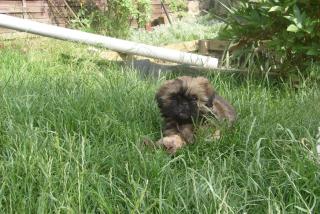 Shih Tzu Babys