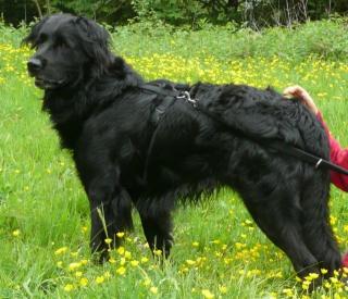 Wunderschöner Labradormischling