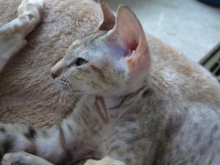 Katze Okh Farbe black tortie spotted m Papieren