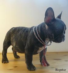 Franz Bully Welpen
