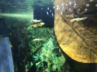 Endler Guppy Tiger