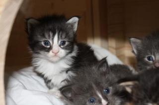 Supersüße Maine Coon Kitten mit Stammbaum