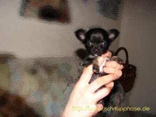 Chihuahua s