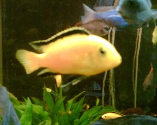 Malawi Blauer Beulenkopf Yellow