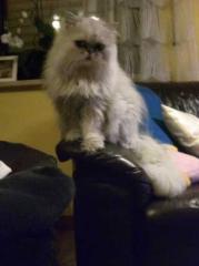 Chinchilla-Perserchen Lilly sucht neues Zuhause
