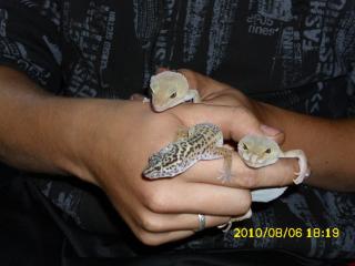 3 süße Geckos Terrarium