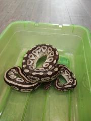 2 Köpy Mojave 1. 1 Inkl. Terrarium und zubehör