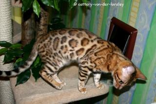 Exclusive Bengalkitten in verchiedenen Farben