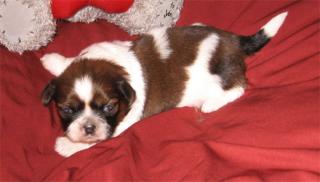 Shih Tzu s - bildschöne Welpen