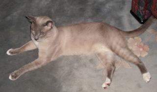 Siam-Thai-Deckkater