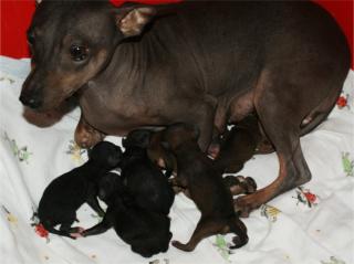 American Hairless Terrier