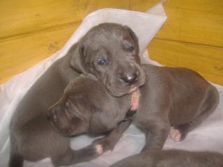 Blaue Doggenwelpen mit Papiere