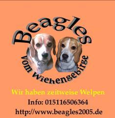 Beagle Wurfankündigung