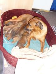 Rhodesian Ridgeback Welpen mit Papieren zu verkaufen