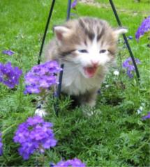 Norwegische Waldkatzenbabys mit Papiere