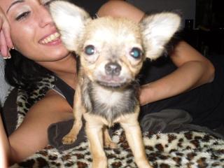4mon. alter chihuahua rüde sucht eein zuhause