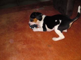 NOTFALL Jackrussel-Mix 6 Monate alt abzugeben