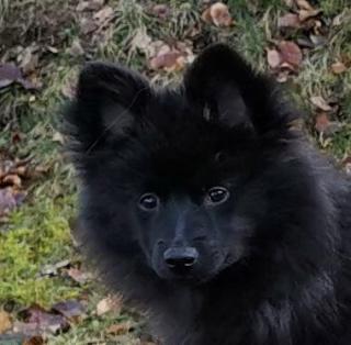 Großspitzhündinnenwelpen blau schwarz