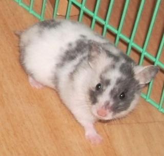 Goldhamster Weibchen aus Liebhaberzucht