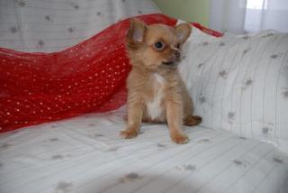 Chihuahua Welpen