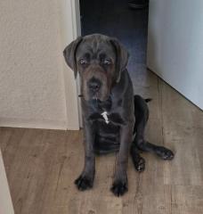 6 Monate junge Cane Corso - Deutsche Dogge Hündin abzugeben
