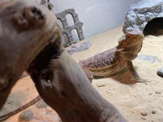 Bardagame mit Terrarium