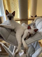 Traditionelle Thaikatzen aus registrierter Zucht, Abgabe sofort