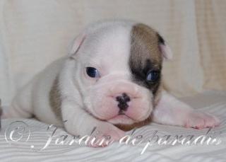 Französische Bulldoggen Welpen von gesunden Elterntieren mit Pap.