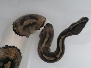 0. 1 Python regius Piebald Königspython Weibchen